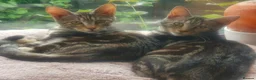 Mixed Breed cats for sale: Maine Coon x Marble Bengal kittens, mixed breed - Advert 13