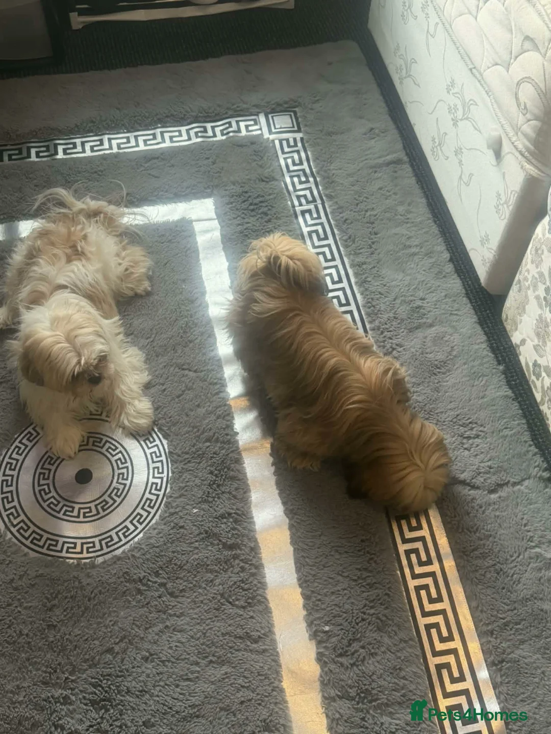 Shih Tzu dogs for sale: 2 female shihztu mother and puppy  in Nelson - Advert 3