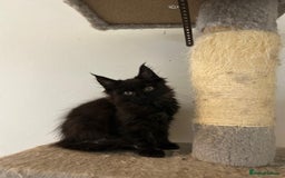 Maine Coon cats for sale: 5 Beautiful Maine Coon kittens for sale - Image 6