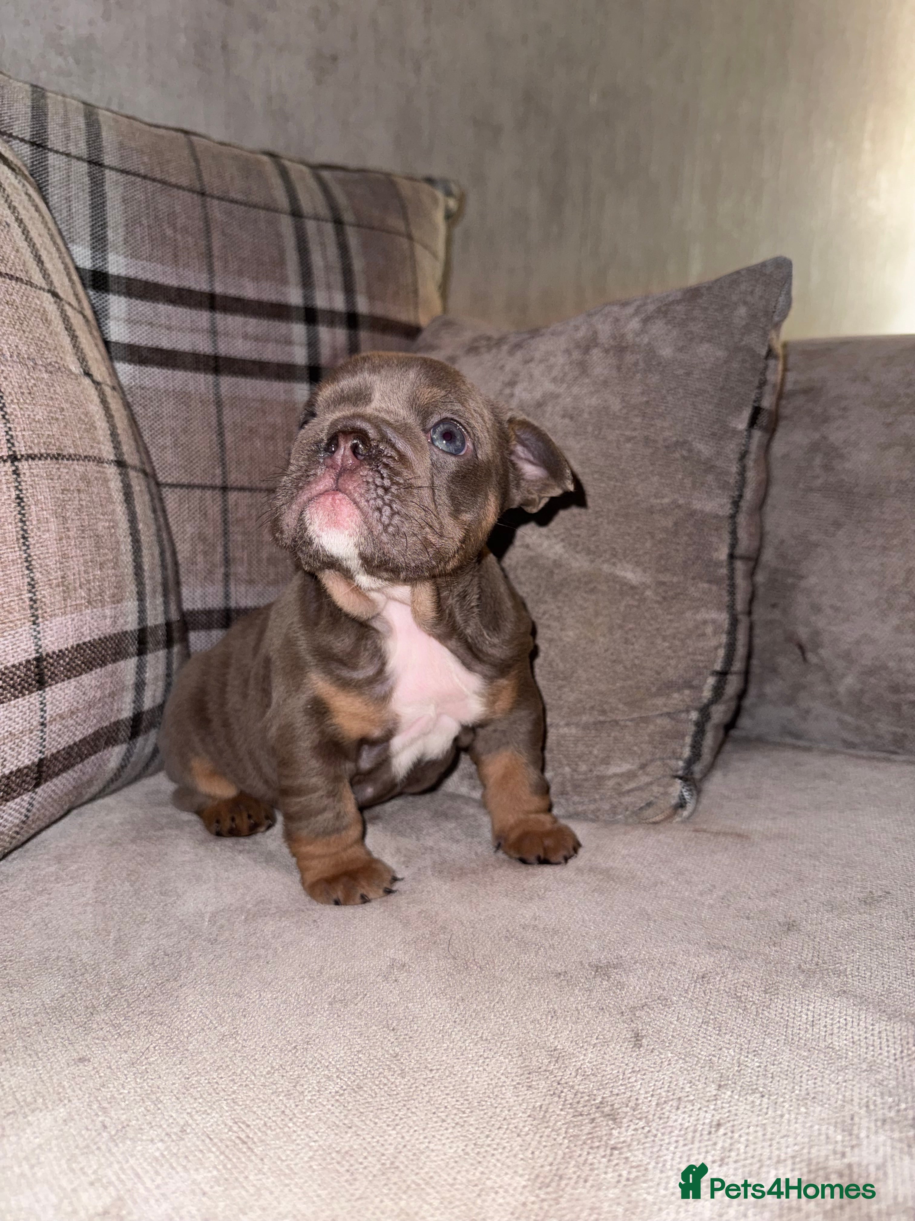 English Bulldog dogs English Bulldog - beautiful little girl available  - Advert 1