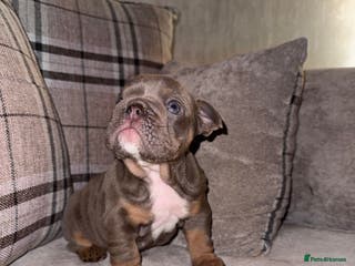 English Bulldog dogs Last little lady, English Bulldog - Advert 9