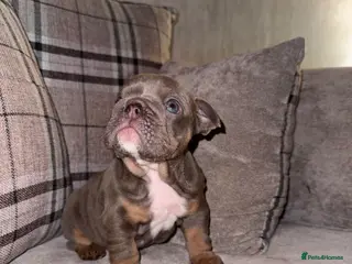 English Bulldog dogs Last little lady, English Bulldog - Advert 14