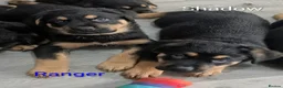 Mixed Breed dogs for sale: German Shepherd Cross Puppies  - Advert 12