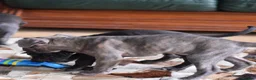 American Bull Staffy dogs for sale: American Staffordshire Terrier - Advert 23