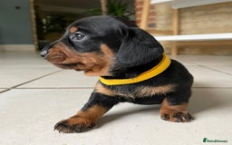 Miniature Dachshund dogs for sale: KC Registered Miniature Dachshund Puppies    - Image 4