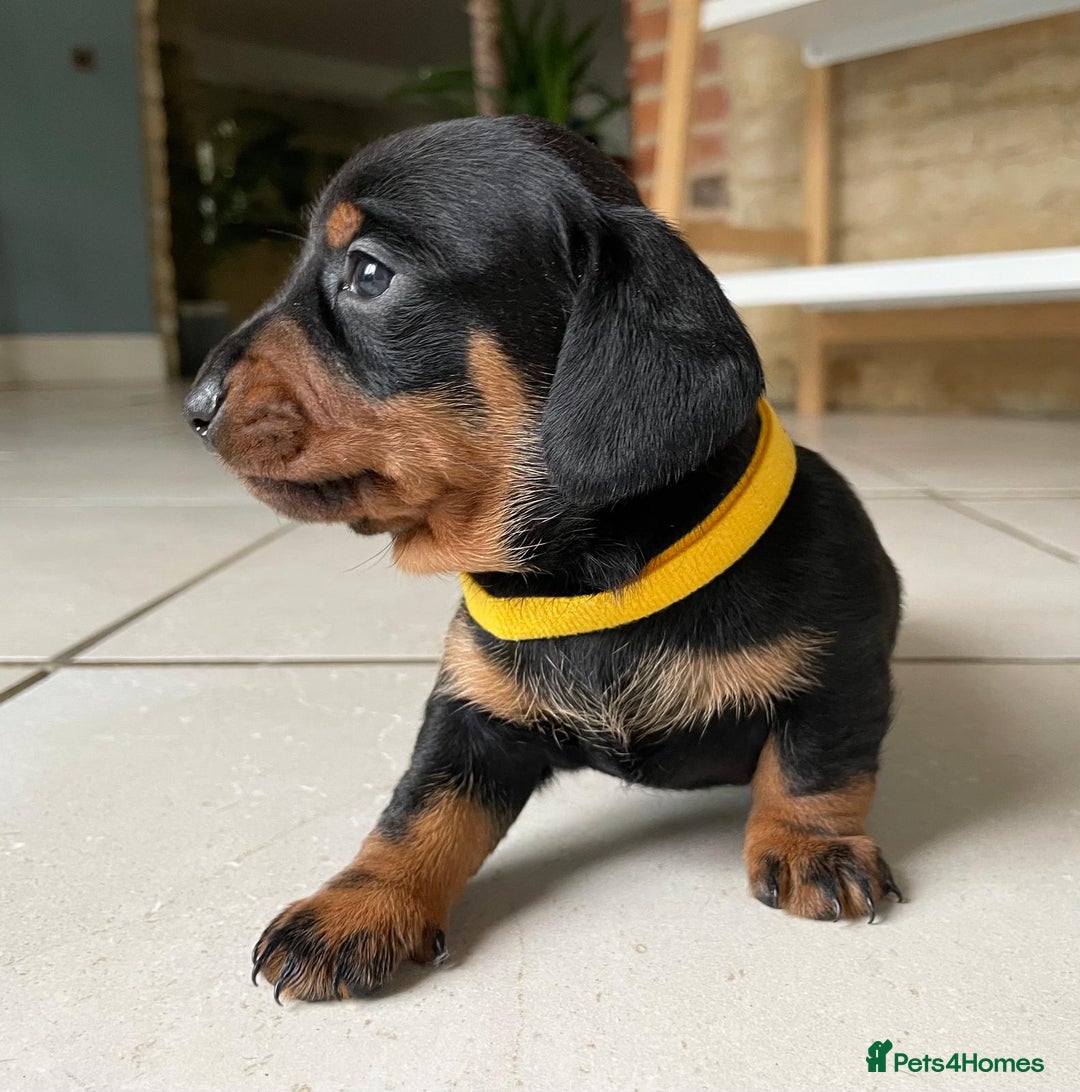 Miniature Dachshund dogs for sale: KC Registered Miniature Dachshund Puppies    - Image 4