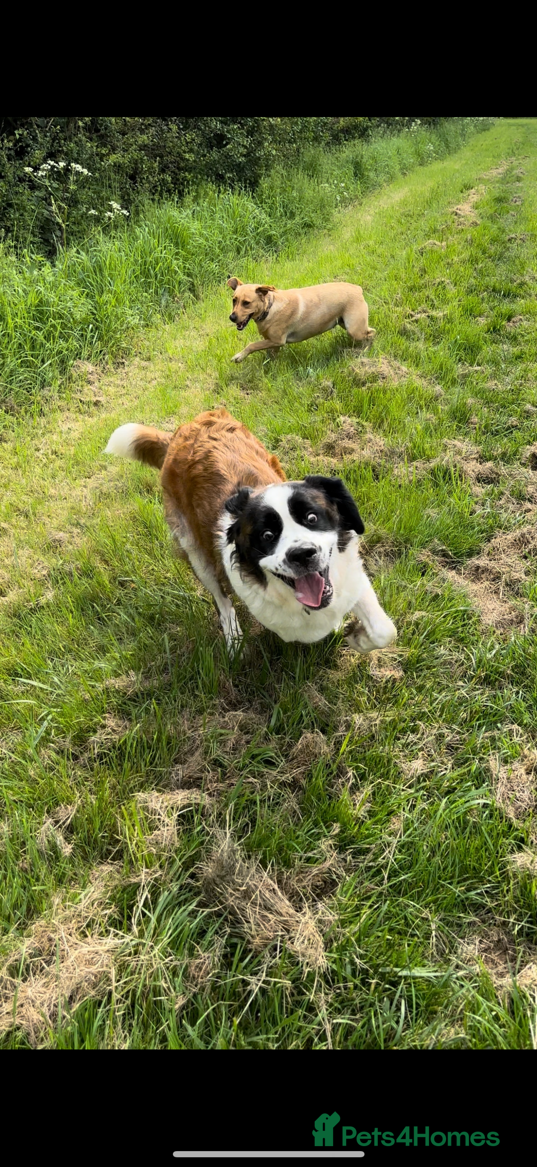 Saint Bernard dogs for sale: Saint Bernard puppies  - Image 34