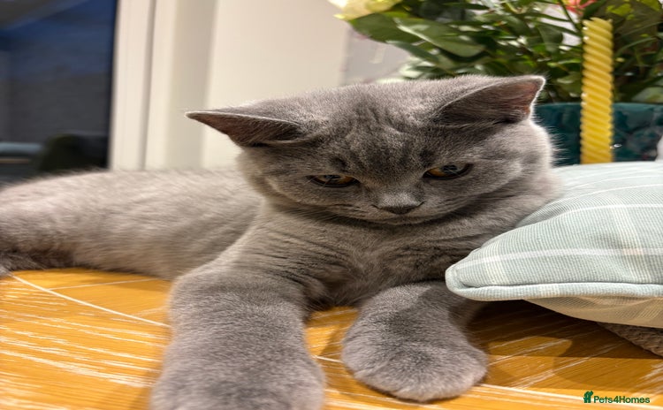 British Shorthair cats - Advert 12
