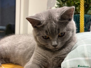 British Shorthair cats - Advert 5
