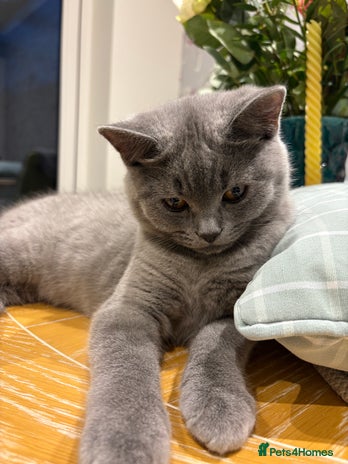 British Shorthair cats - Advert 7