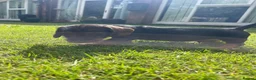 Dachshund dogs for sale: 3 beautiful boy wired haired sausages  - Advert 15