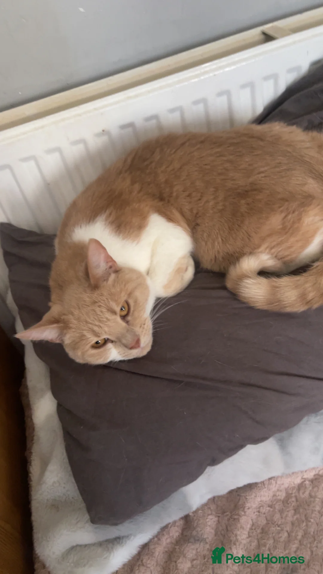 Mixed Breed cats for sale: Simba and blue  - Advert 3