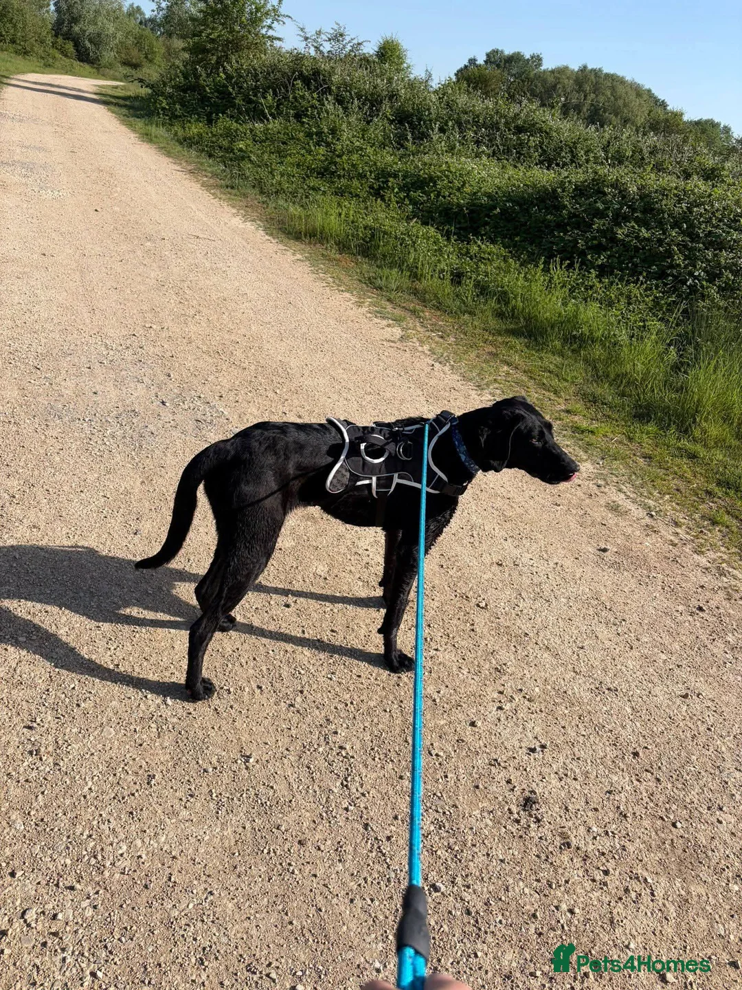 Mixed Breed dogs for adoption: Meet Ellie, currently residing in Wiltshire  in Swindon - Advert 6