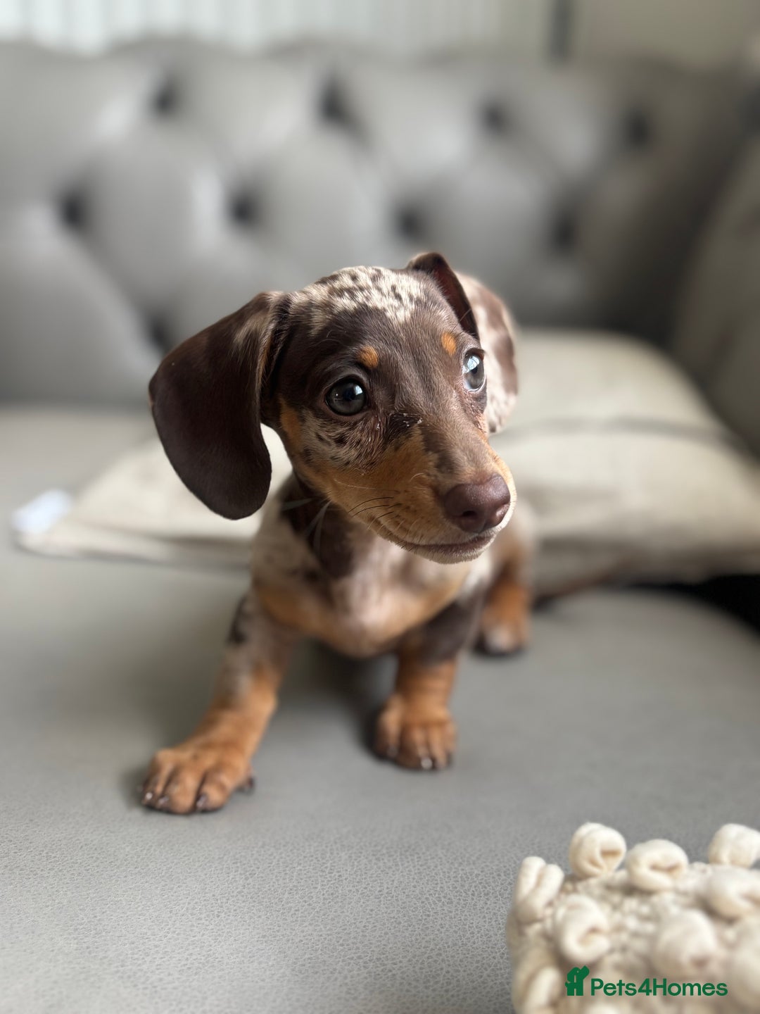 Miniature Dachshund dogs for sale: Miniature dachshund puppy  - Image 4