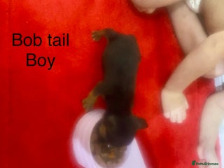 Jack Russell dogs Beautiful jack russells - Advert 7