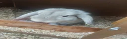 English Lop rabbits for sale: Pure bread lop  - Advert 3
