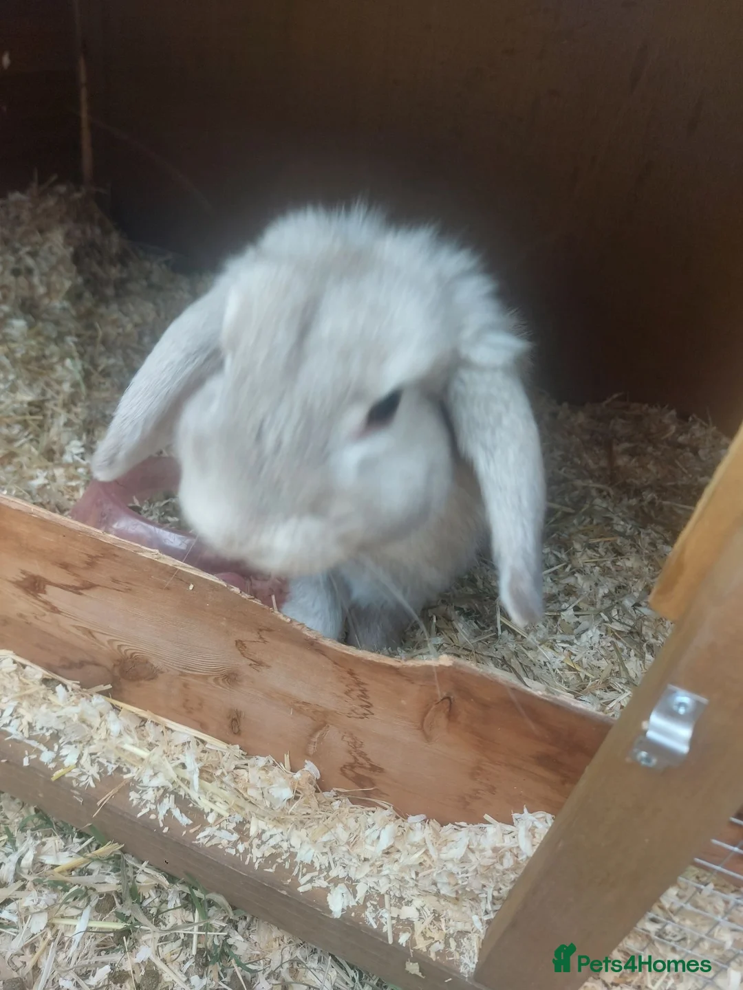 English Lop rabbits for sale: Pure bread lop  - Advert 3
