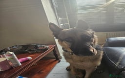 German Shepherd dogs for sale: Good dog - Image 4