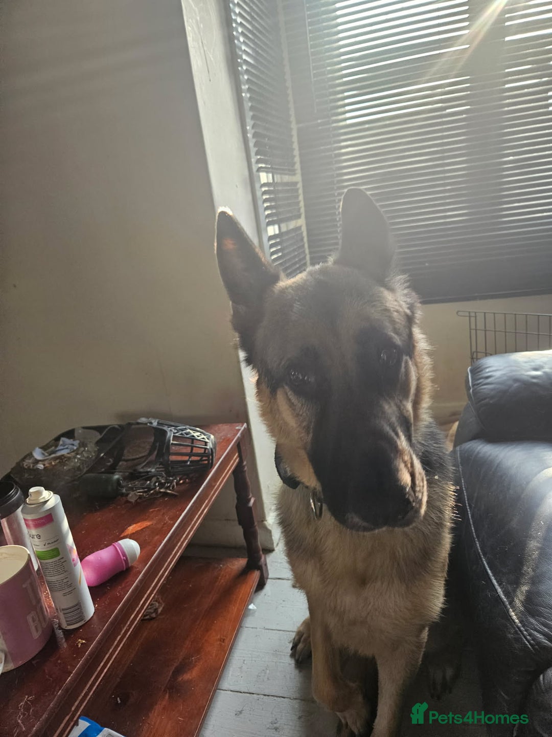 German Shepherd dogs for sale: Good dog - Image 4