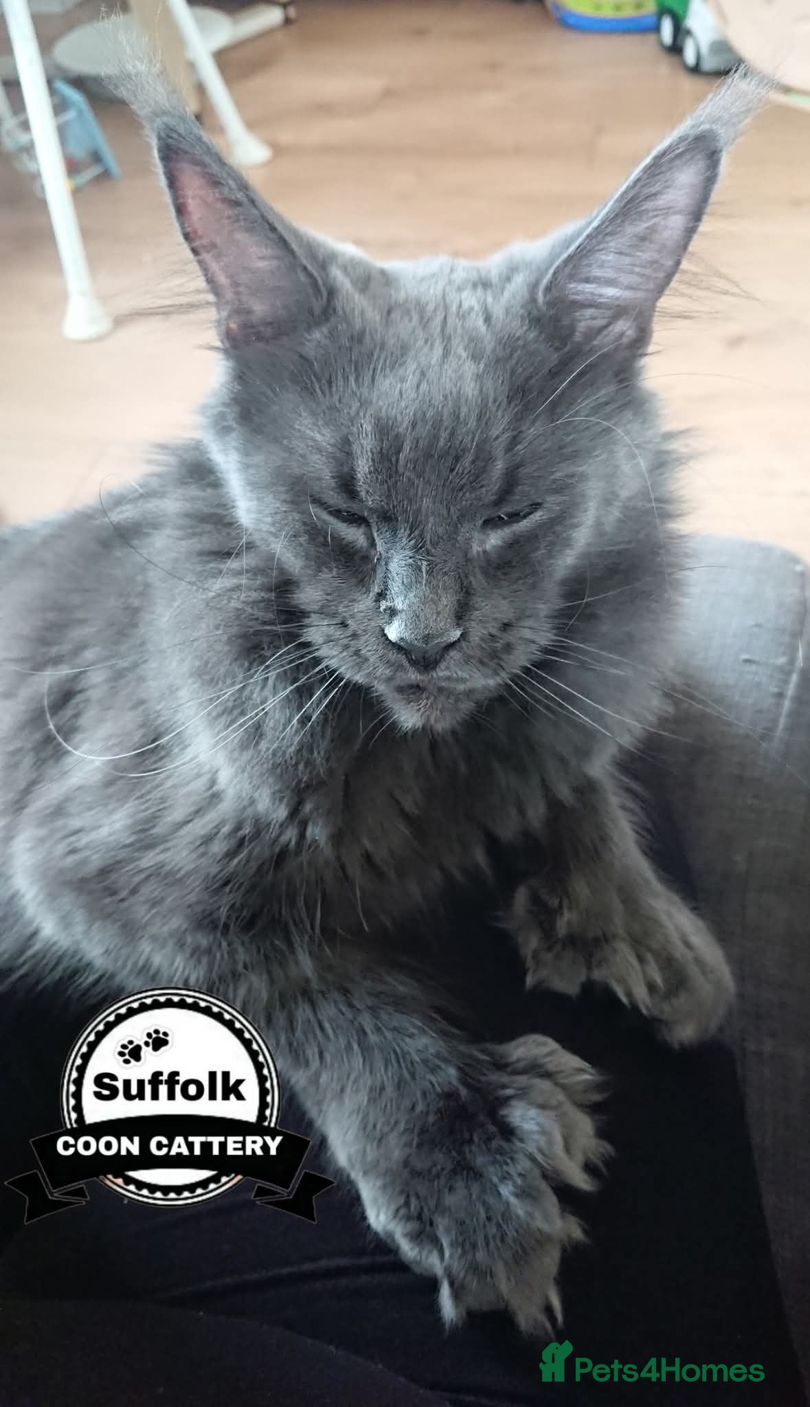 Maine Coon cats for sale: Maine coon boy kitten . - Advert 1