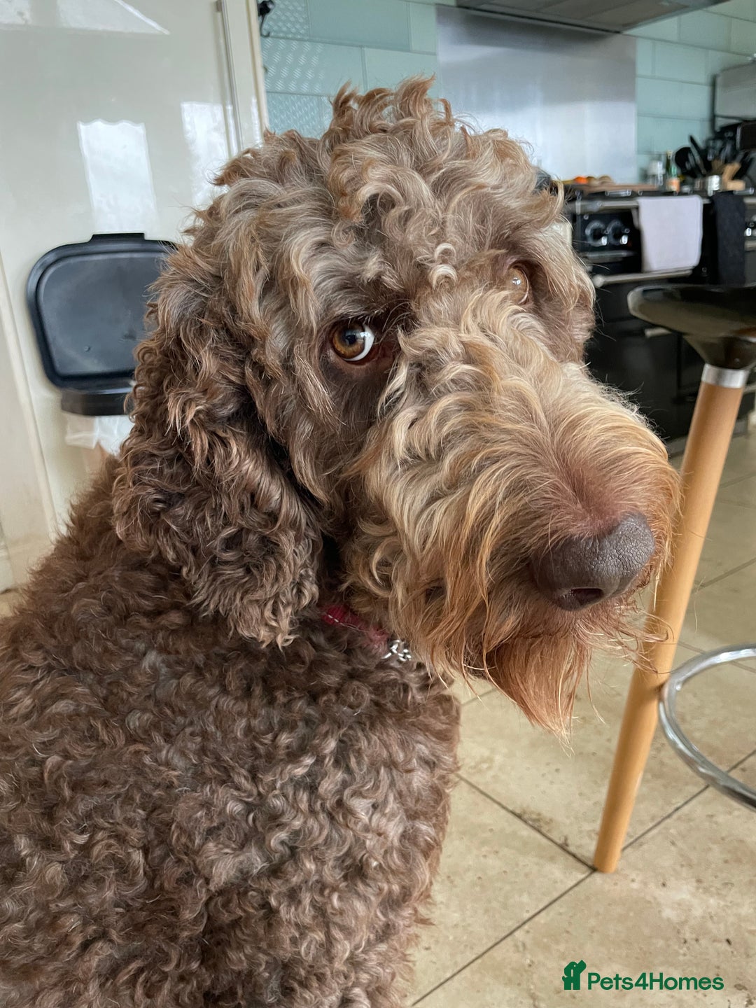 Goldendoodle dogs for stud: Our gorgeous boy Benji  in Northwich - Image 2