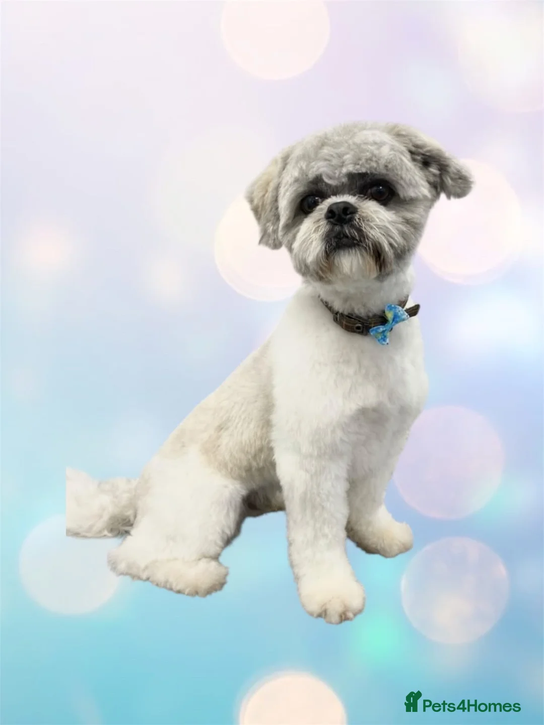 Shih Tzu dogs for sale: For sale Shih Tzu - Advert 1