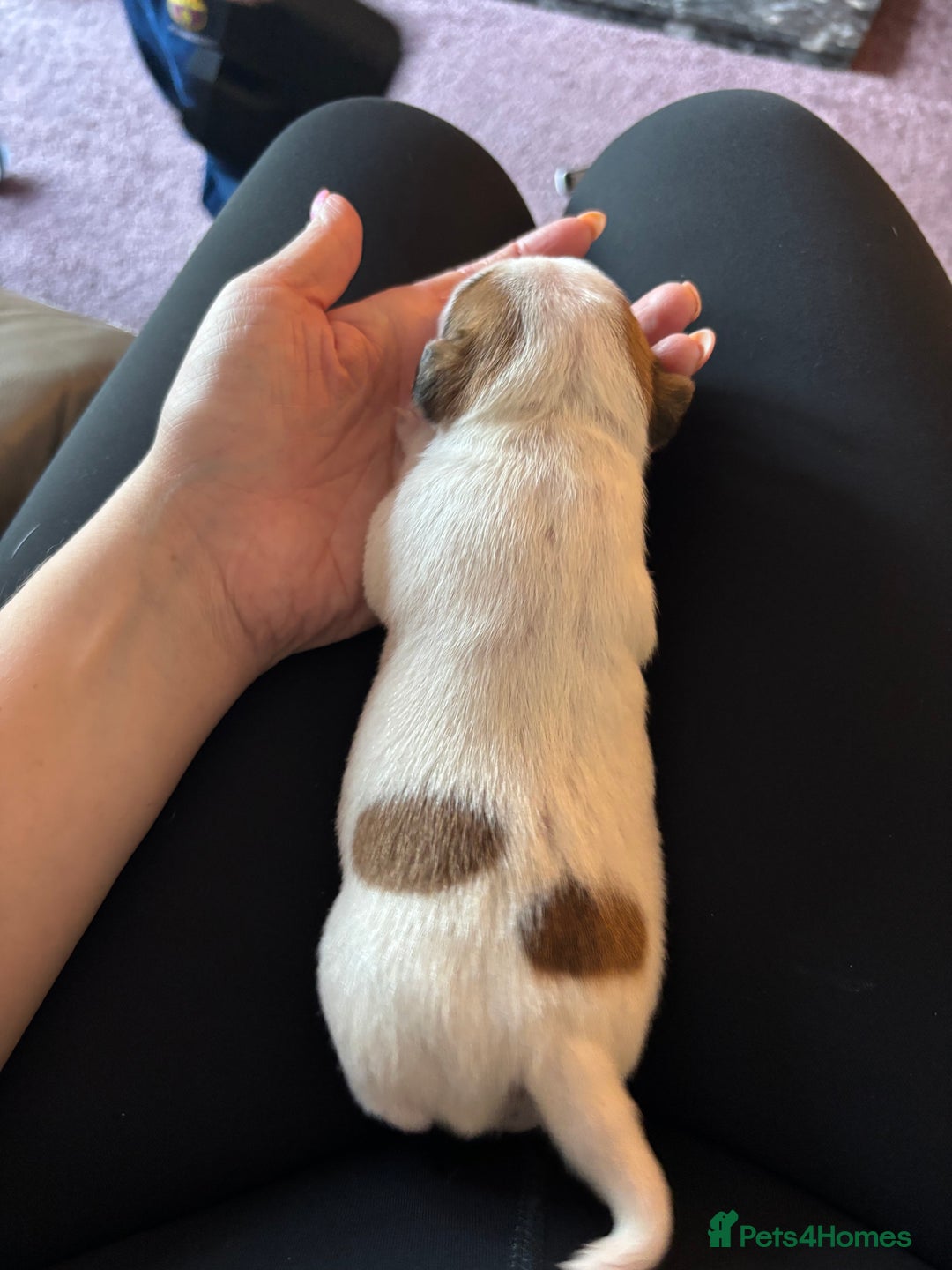 Jack Russell dogs for sale: Beautiful, big and healthy jack Russell pups - Image 8