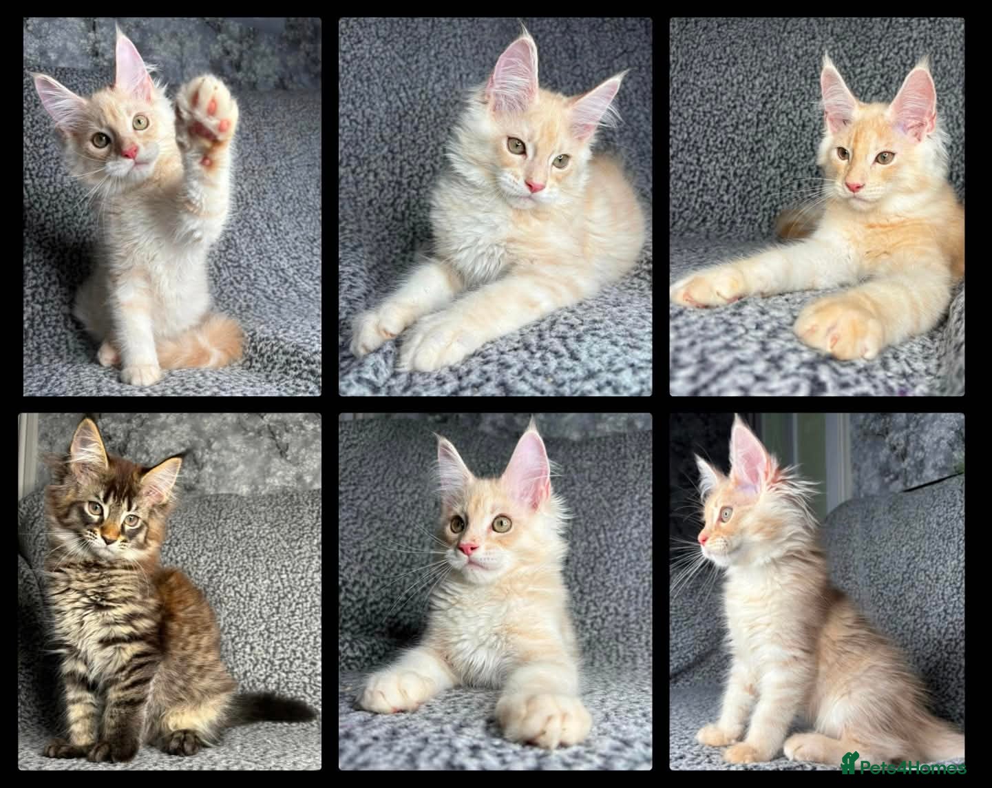 Maine Coon cats GCCF Maine Coon Kittens.  - Advert 15