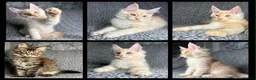Maine Coon cats for sale: GCCF Maine Coon Kittens.  - Advert 1