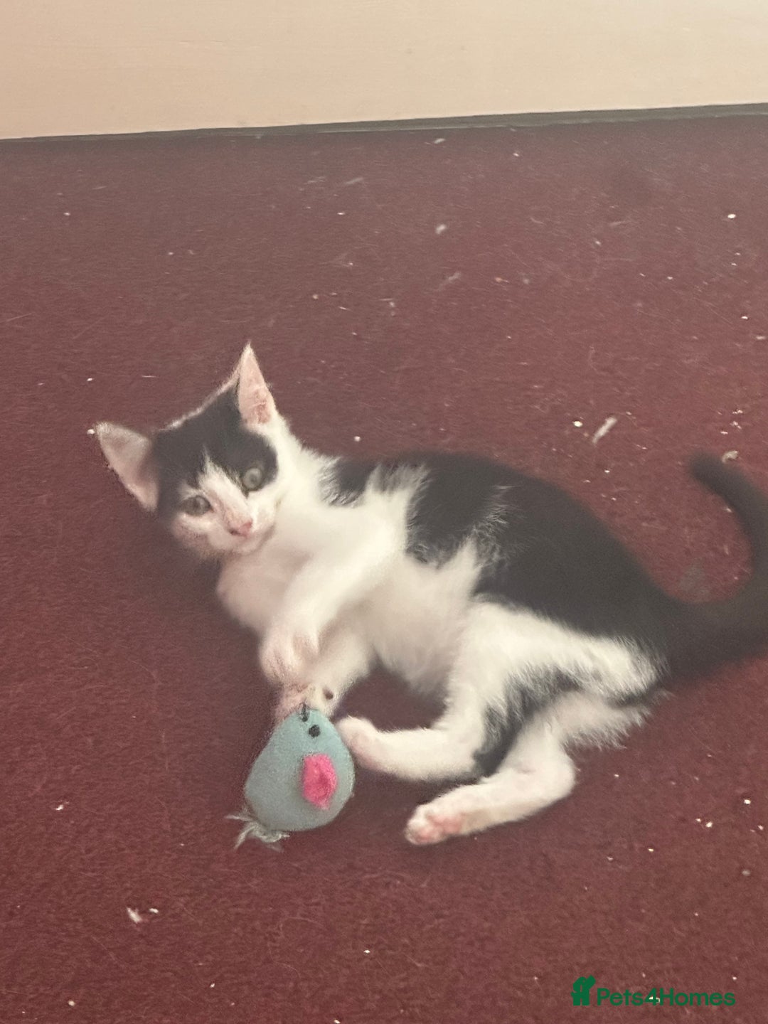 Mixed Breed cats for sale: Lil cuties need their forever homes  - Image 5