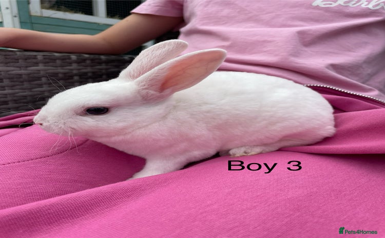 Rex rabbits - Advert 2
