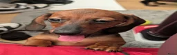 Miniature Dachshund dogs for sale: Miniature dachshund babies  - Advert 7