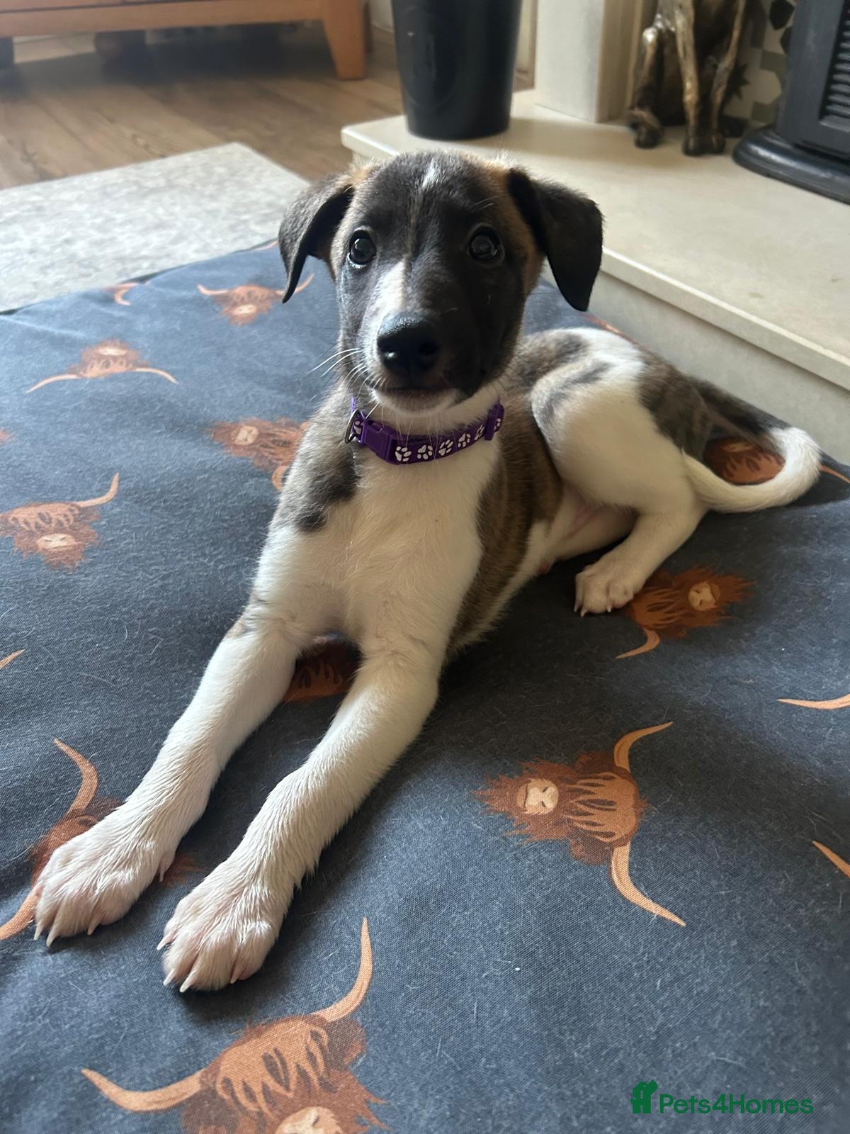 Whippet dogs One stunning pedigree whippet boy left  - Advert 1