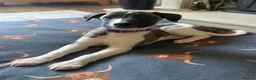 Whippet dogs for sale: One stunning pedigree whippet boy left  - Advert 2