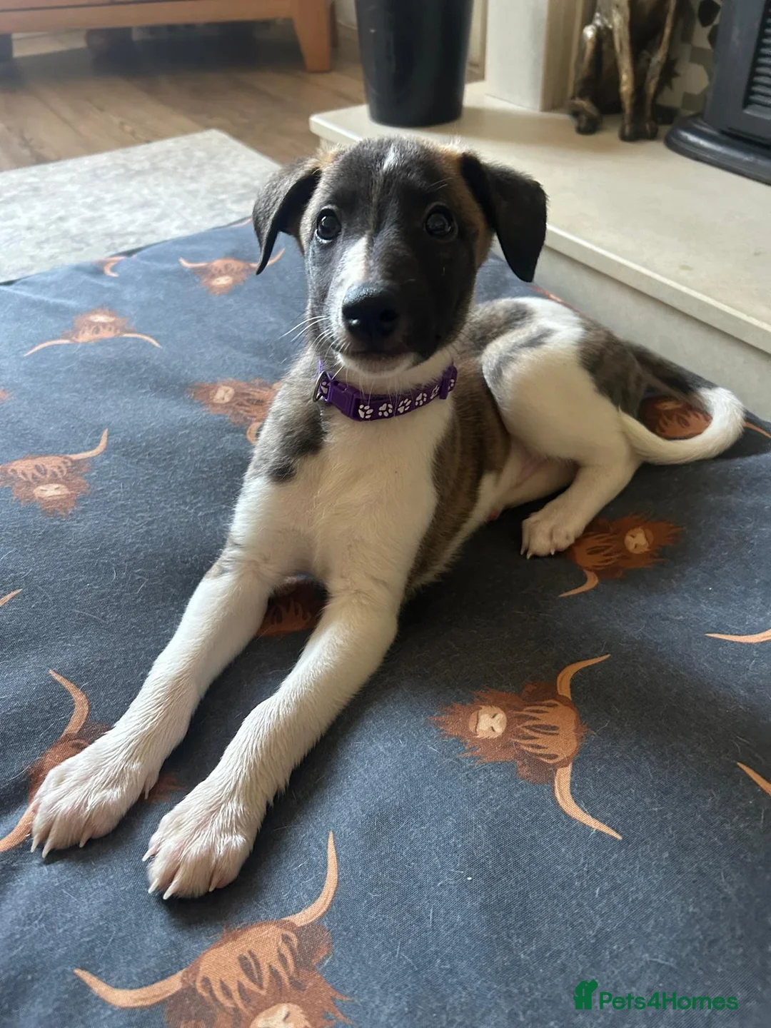 Whippet dogs for sale: One stunning pedigree whippet boy left  - Advert 2