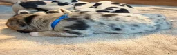 Mixed Breed dogs for sale: Shollie litter expected on the 16th of September - Advert 16