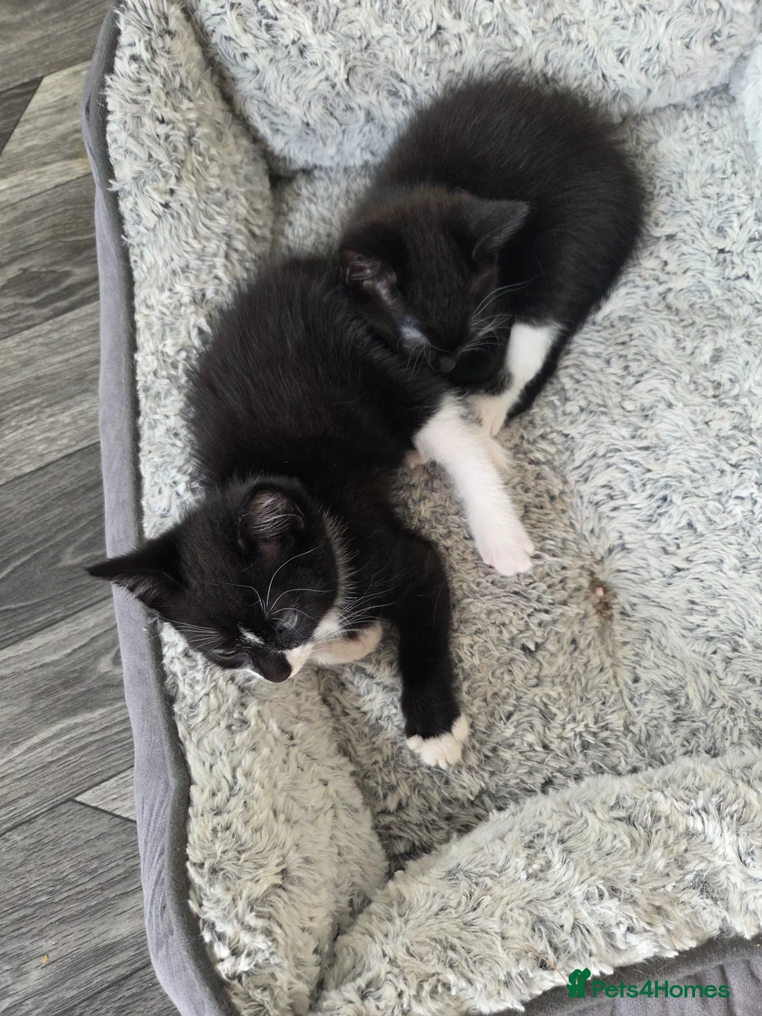Mixed Breed cats for sale: 3 make kittens for sale £100 - Advert 2