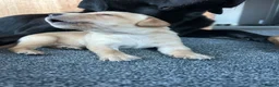 Labrador Retriever dogs for sale: KC Registered Labrador Pups - Advert 4