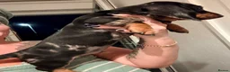 Dachshund dogs for sale: Dachund dapple boy - Advert 7