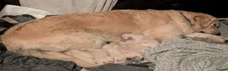 Golden Retriever dogs for sale: Golden retriever puppies for sale in Auchterarder - Advert 12