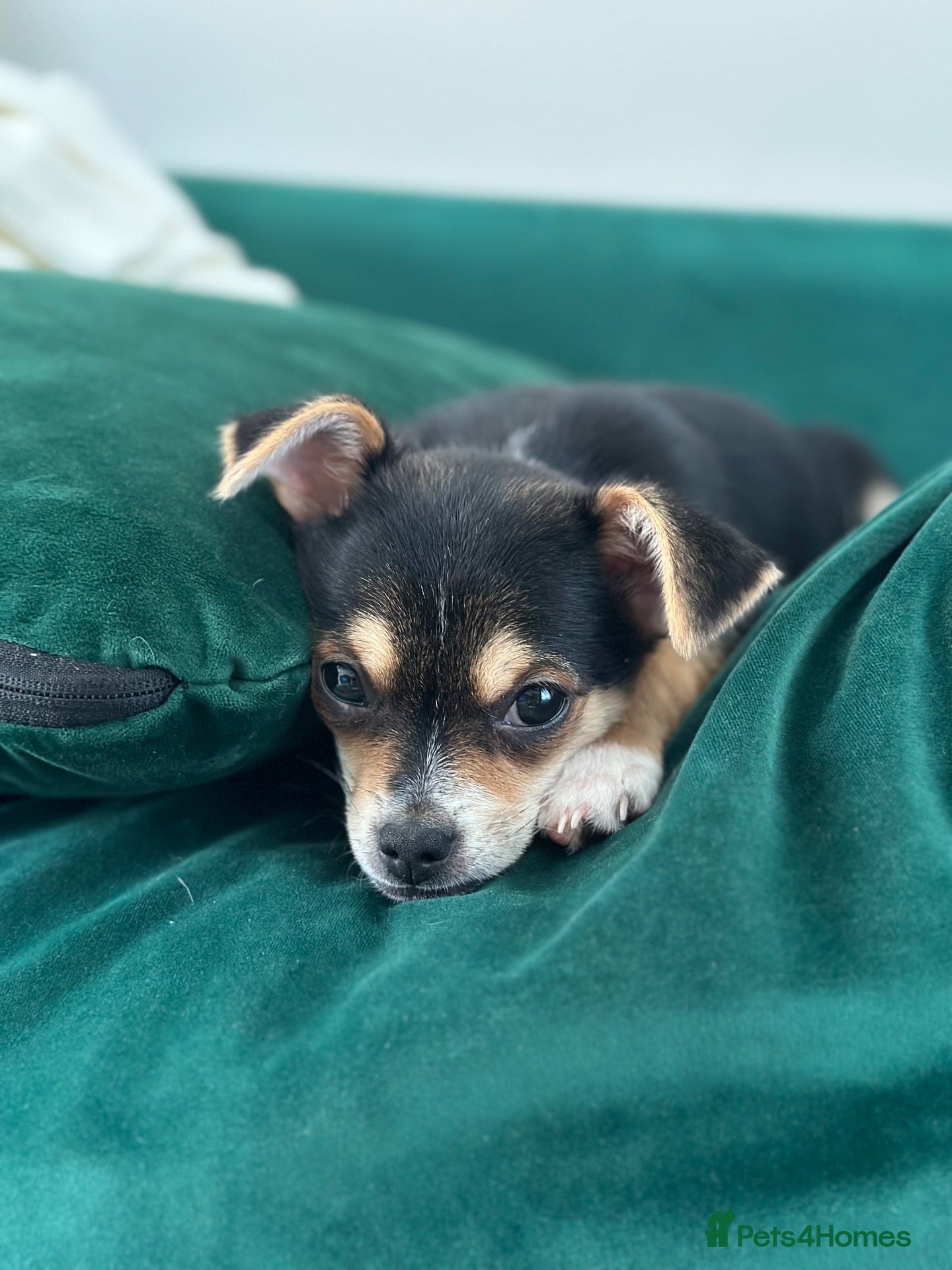 Chihuahua dogs Reduced 1boy 🐾 Beautiful Chihuahua Boys Available - Advert 8
