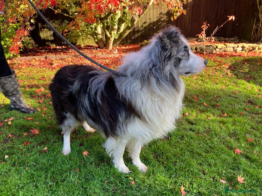 Border Collie dogs for sale: Stunning Border Collie Pups  - Image 11