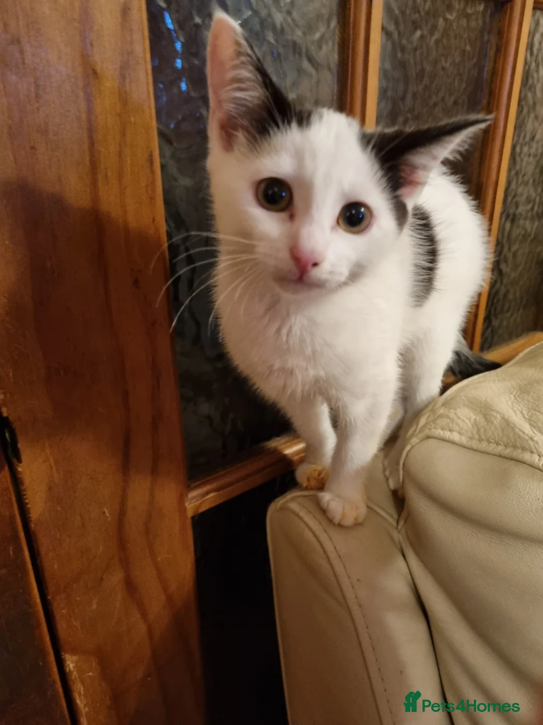 British Shorthair cats for sale: Kitten for sale - Advert 4