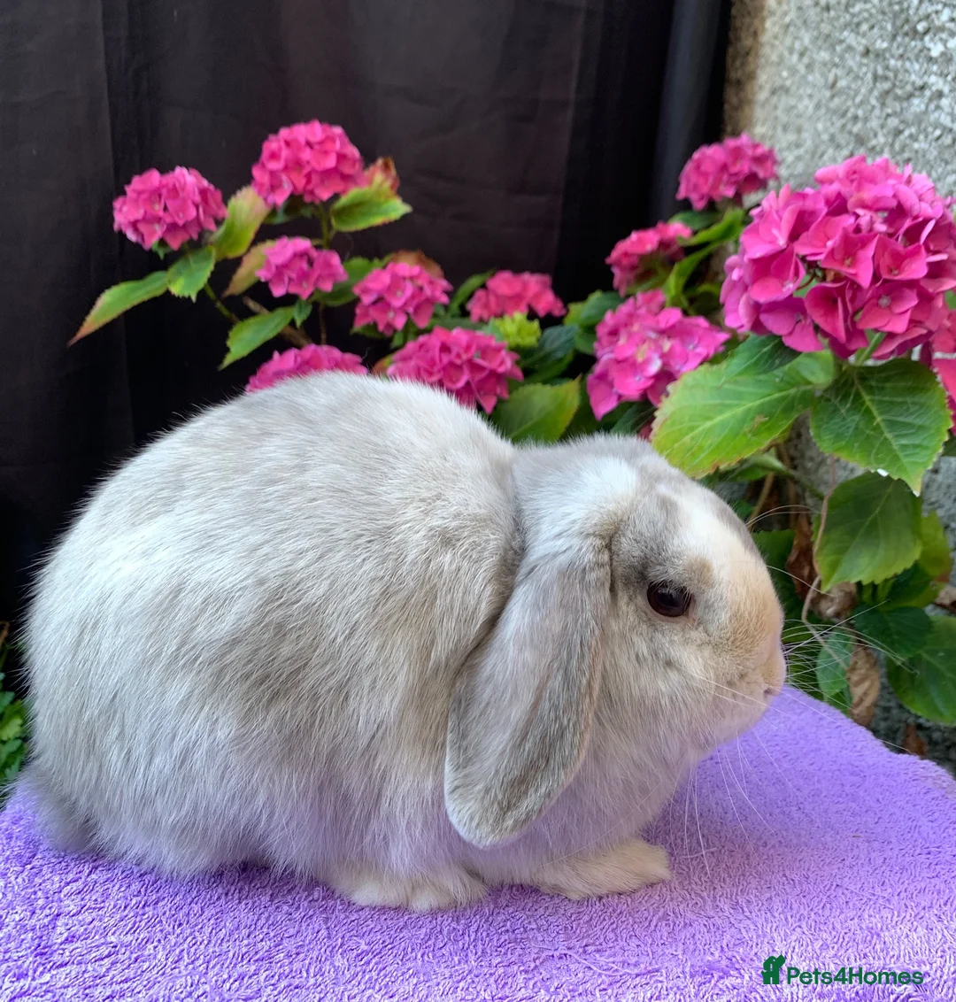 Mini Lop rabbits for sale: Gorgeous baby mini lop boys ready now in Edinburgh - Advert 13