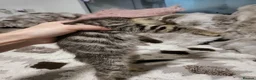 Bengal cats for sale: Bengal kittens - Advert 25