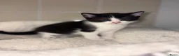 Mixed Breed cats for sale: Mixed Breed 1/4 Rag Doll Kittens  - Advert 4