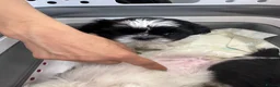 Shih Tzu dogs for sale: 3 beautiful Shih Tzu pups  - Advert 7