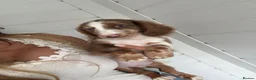 Miniature Dachshund dogs for sale: Long haired miniature Dachshund puppies - Advert 20