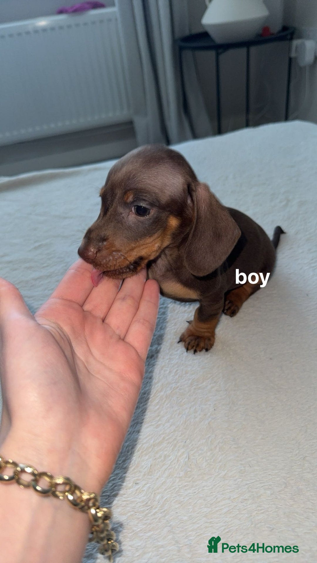 Dachshund dogs for sale: True miniature chocolate and tan dachshund - Advert 2