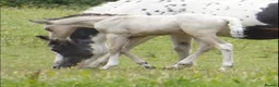 American Quarter horses for sale: Quality Part Bred American Quarter Horse in Romsey - Advert 5